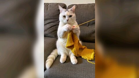 "Whiskers and Wool: A Cat Knits Its Own Sweater"
