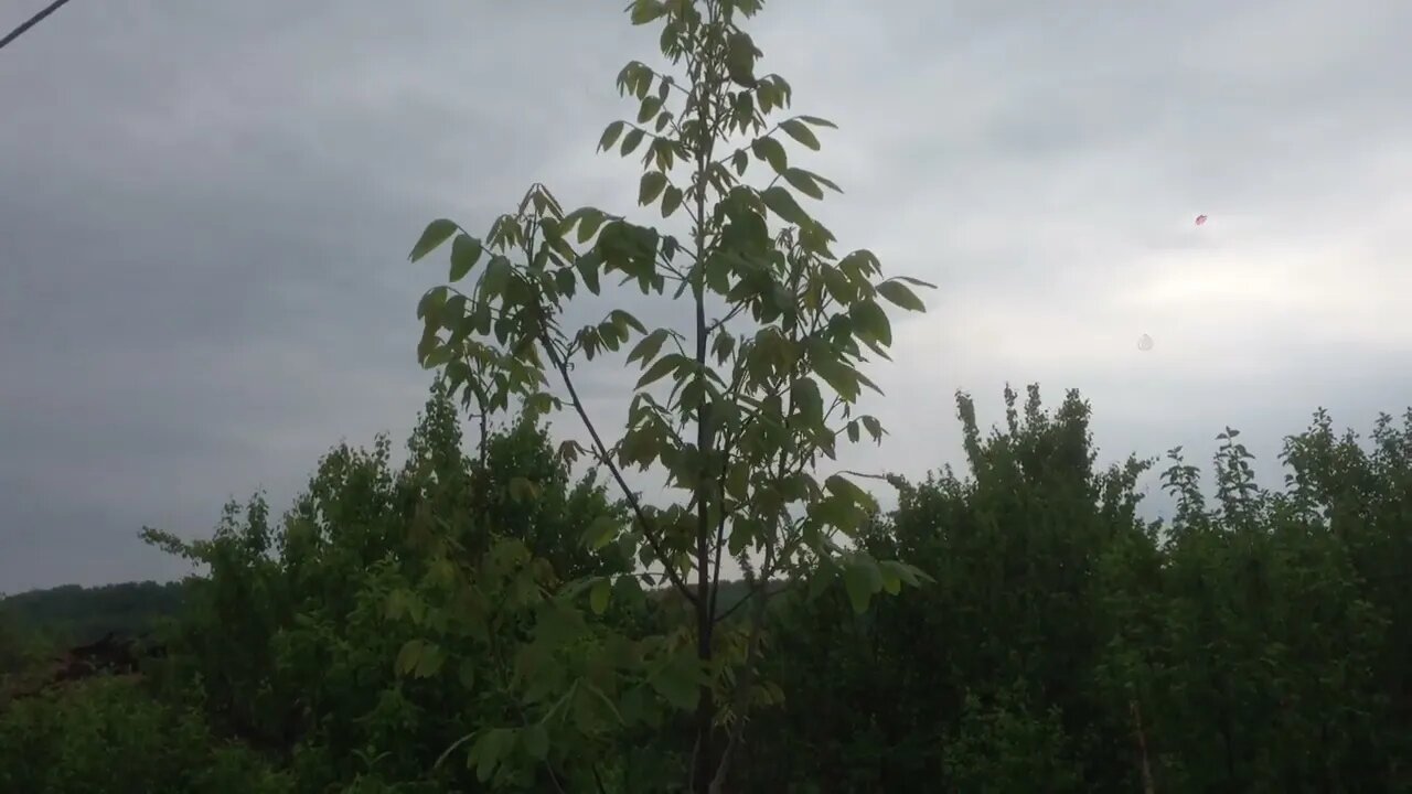 Superficial bare root walnut plantation in semi-rocky/rocky soil