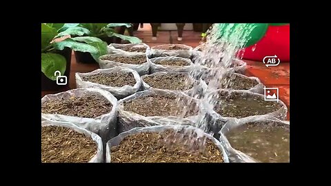 Learn How To Grow Carrots In Plastic Bags In Just one minute 😎 #Farming #gardening #agriculture