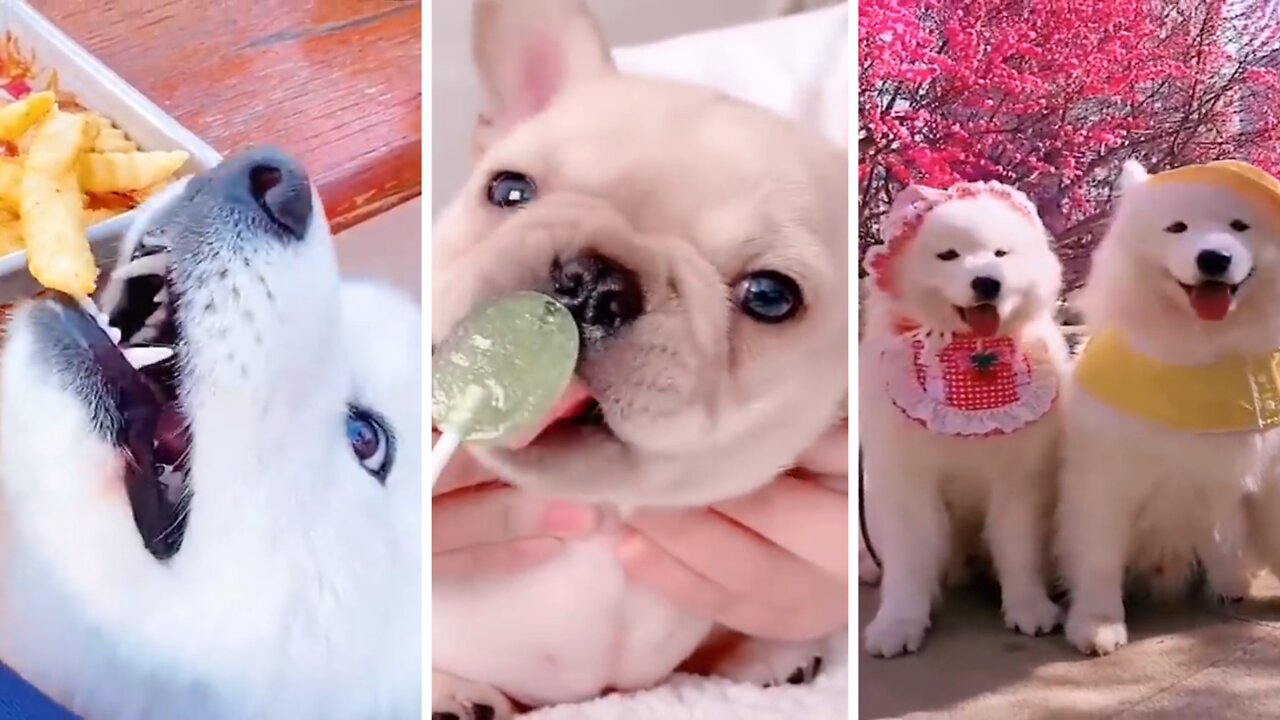 CUTE AND FUNNY DOG VIDEOS COMPILATION - BABY DOGS #05