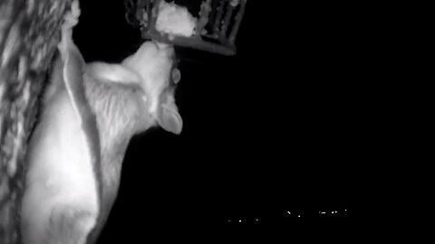 Flying squirrel aka sugar glider wins the suet lotto