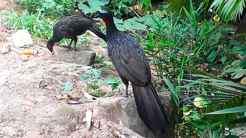 Jacu em busca de aventura Jacuaçu, jacuguaçu, guans