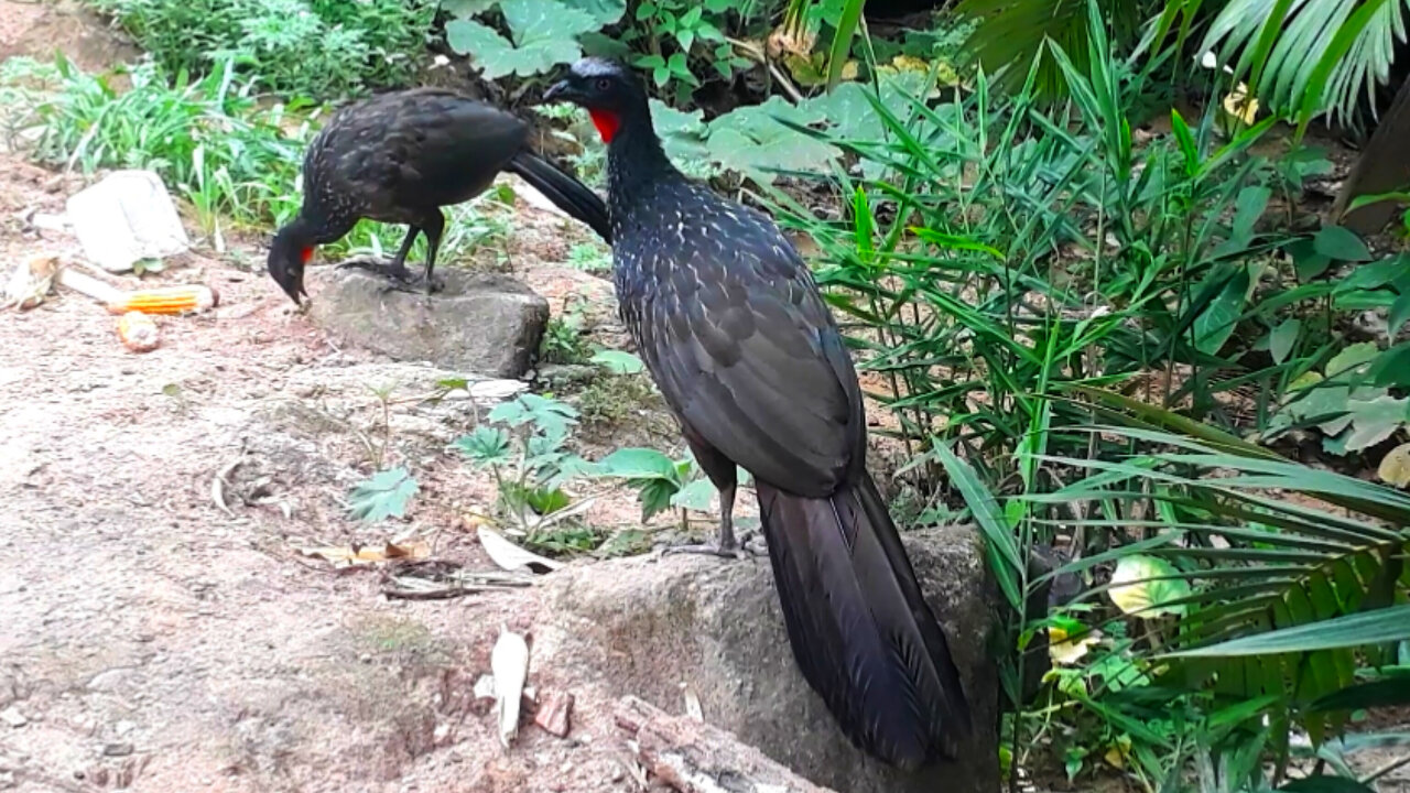 Jacu em busca de aventura Jacuaçu, jacuguaçu, guans