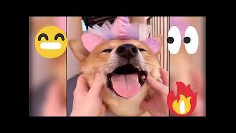 Cute animals funny moments 🤣😁