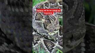 animais selvagens som da cobra cascavel #shorts