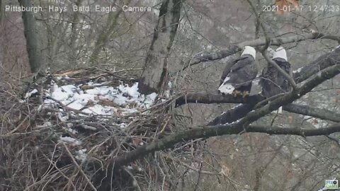 Hays Eagles mating on the nest perch 2021 01 17 1247pm