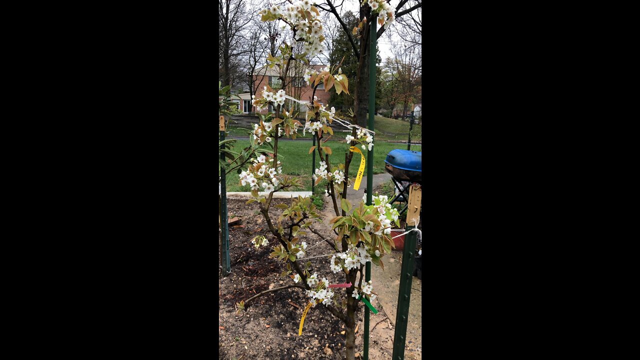 Spring blossom Asian fruit pear