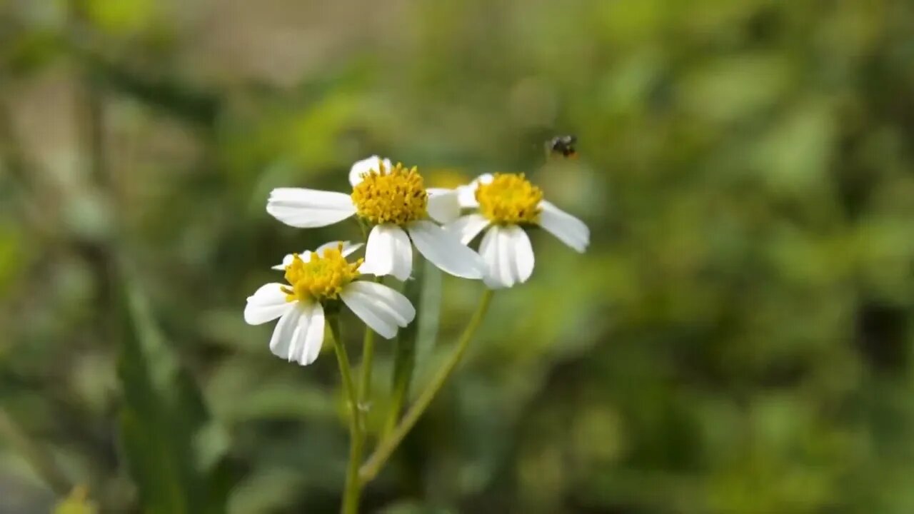 Beautiful Flower blossom Free No Copyright 4K Video nature copyrightfree Copyright Free