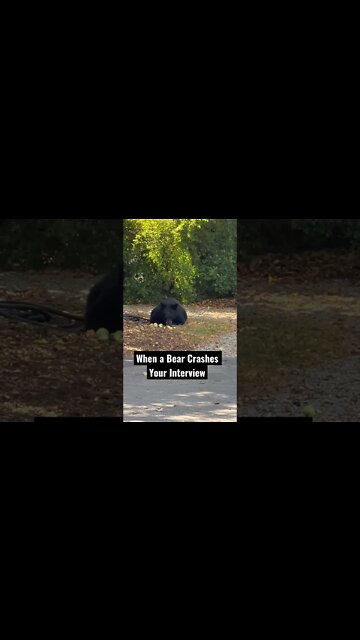 When a Bear Crashes Your Interview #Shorts