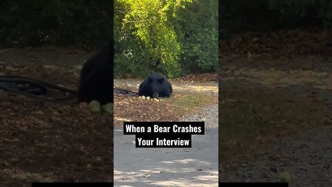 When a Bear Crashes Your Interview #Shorts