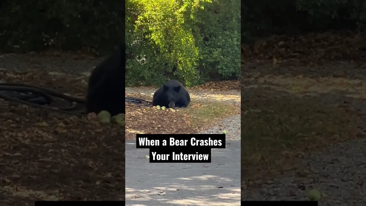 When a Bear Crashes Your Interview #Shorts