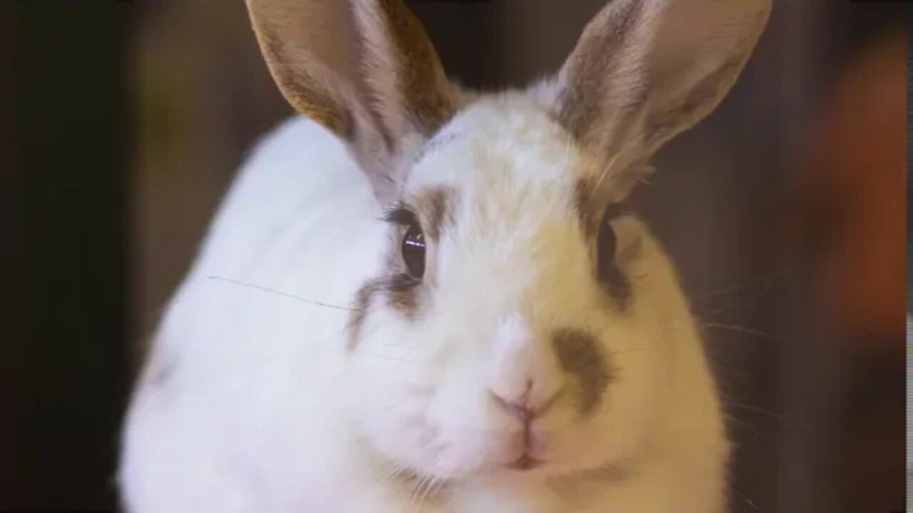 Adoption Rabbits