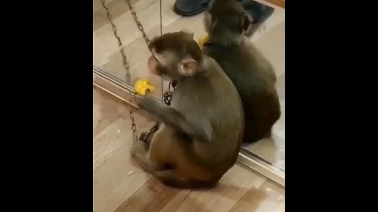 Monkey and mirror