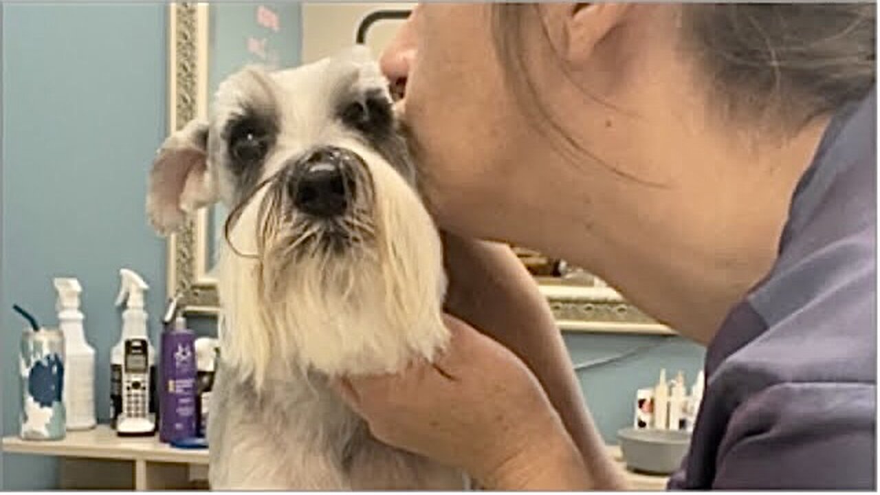 Daphne the Schnauzer performs for her Groom!