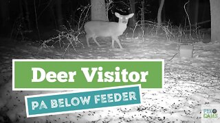 Deer visits food block - PA Feeder 2 - Below