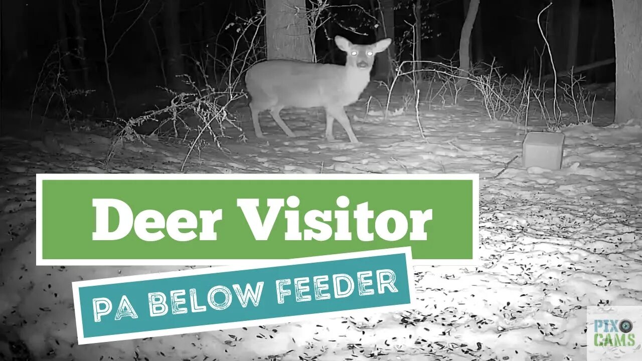 Deer visits food block - PA Feeder 2 - Below