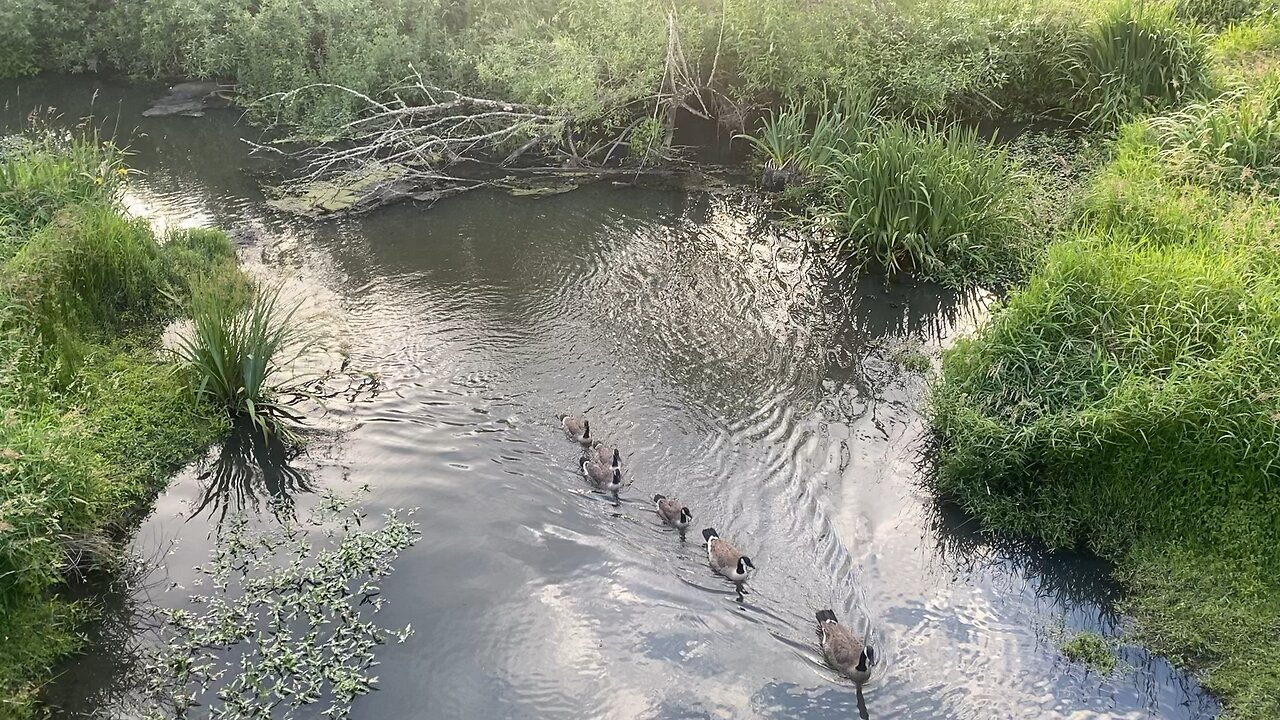 Ducks in a Creek