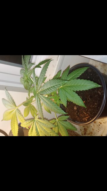 "Had to Do 3 Dabs just so I could Relax" 😂