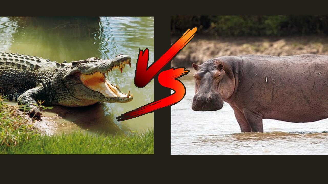 Hippos Vs Crocodile