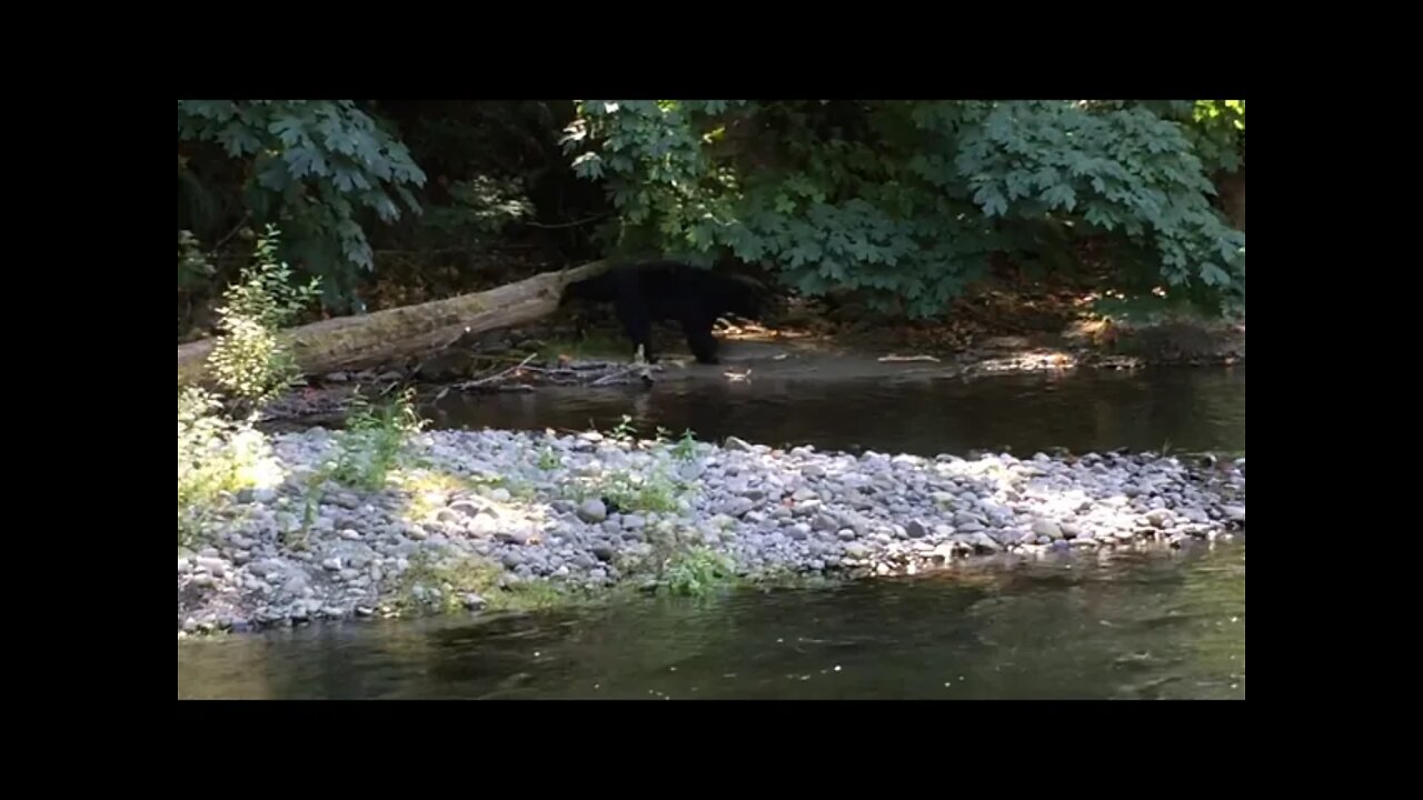 Bear Visits While Fishing