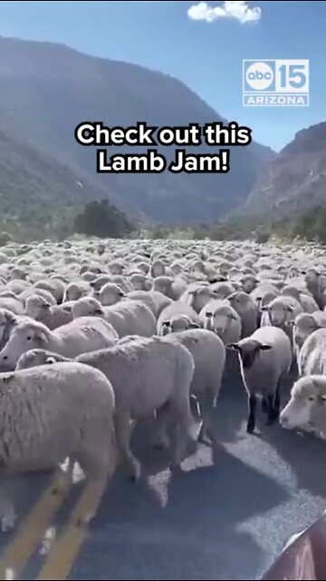 Large herd of sheep causes traffic jam in Utah