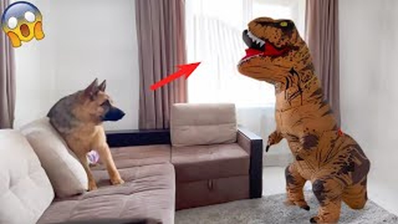 Funny Dog And Cat videos 😍🐶😻 Funniest Animals #10 #funny #animals #cute