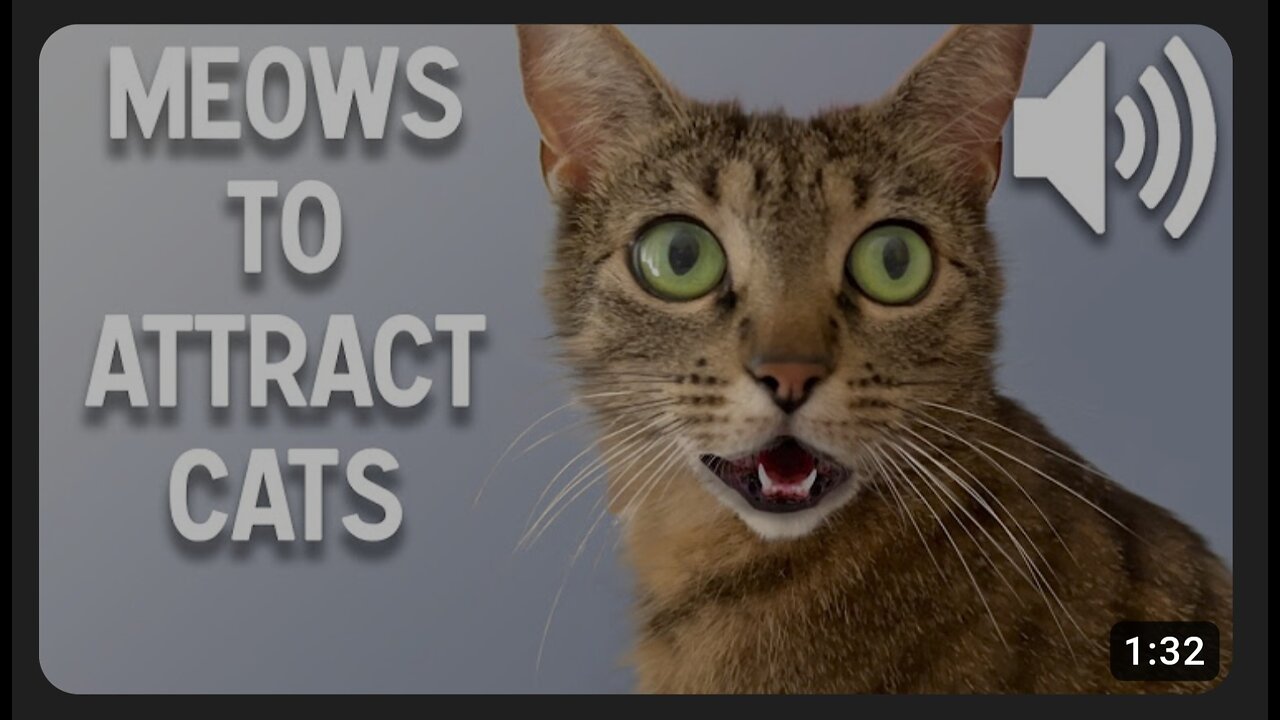 Sounds that attract cats 🐈😻