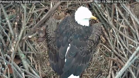 Hays Eagles Nest Egg Laying Posture Egg 2 2 15 2018