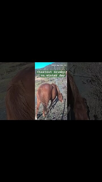 Farm surveillance. Chestnut brumby gelding