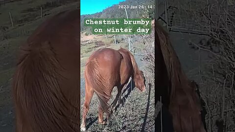 Farm surveillance. Chestnut brumby gelding