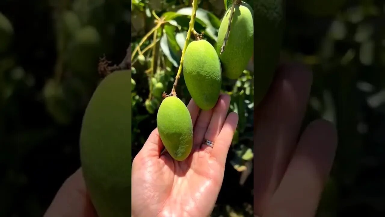 kacha aam