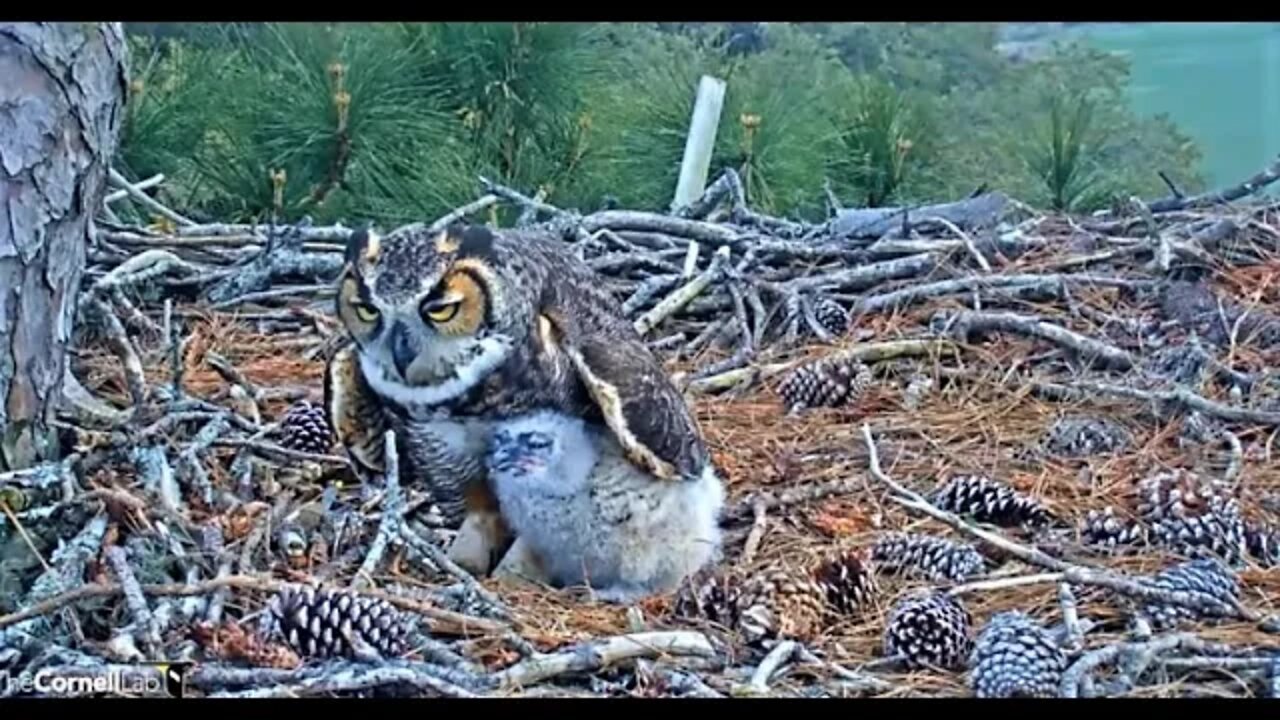 Dinnertime At The Nest 🦉 3/8/22 17:11