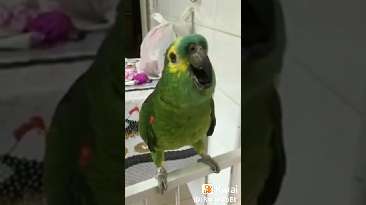 #kkkkkkk #papagaio #pets #meme #viral #fy #brasil #casal
