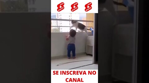 Gato, o melhor "Babá" #shorts