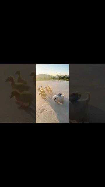 #bb #cachorro #jesus #paz