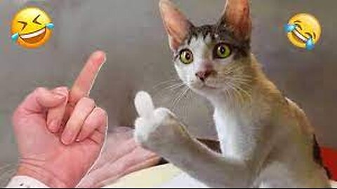 Funniest Animals 2023 😂 New Funny Cats and Dogs 😹🐶