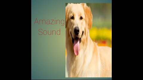 The top ten noises that dogs enjoy hearing