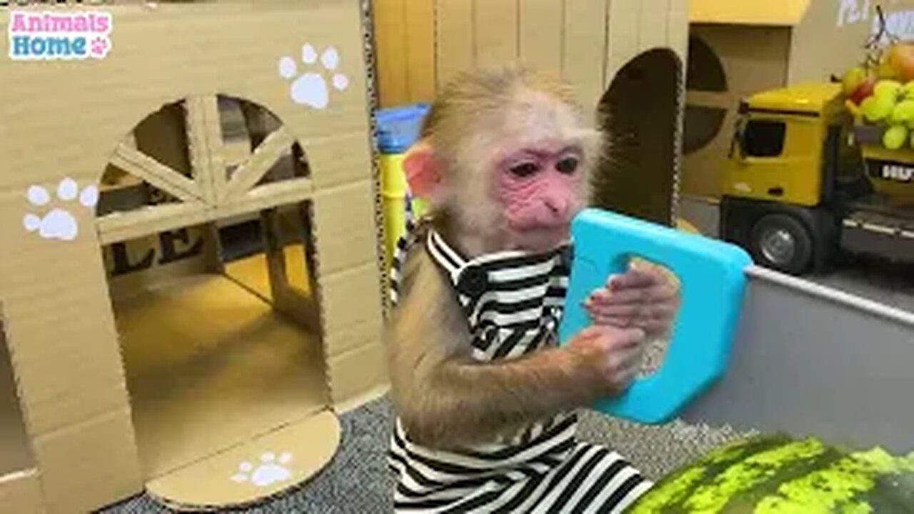CUTE MONKEY