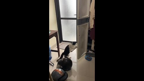 Boxing cat