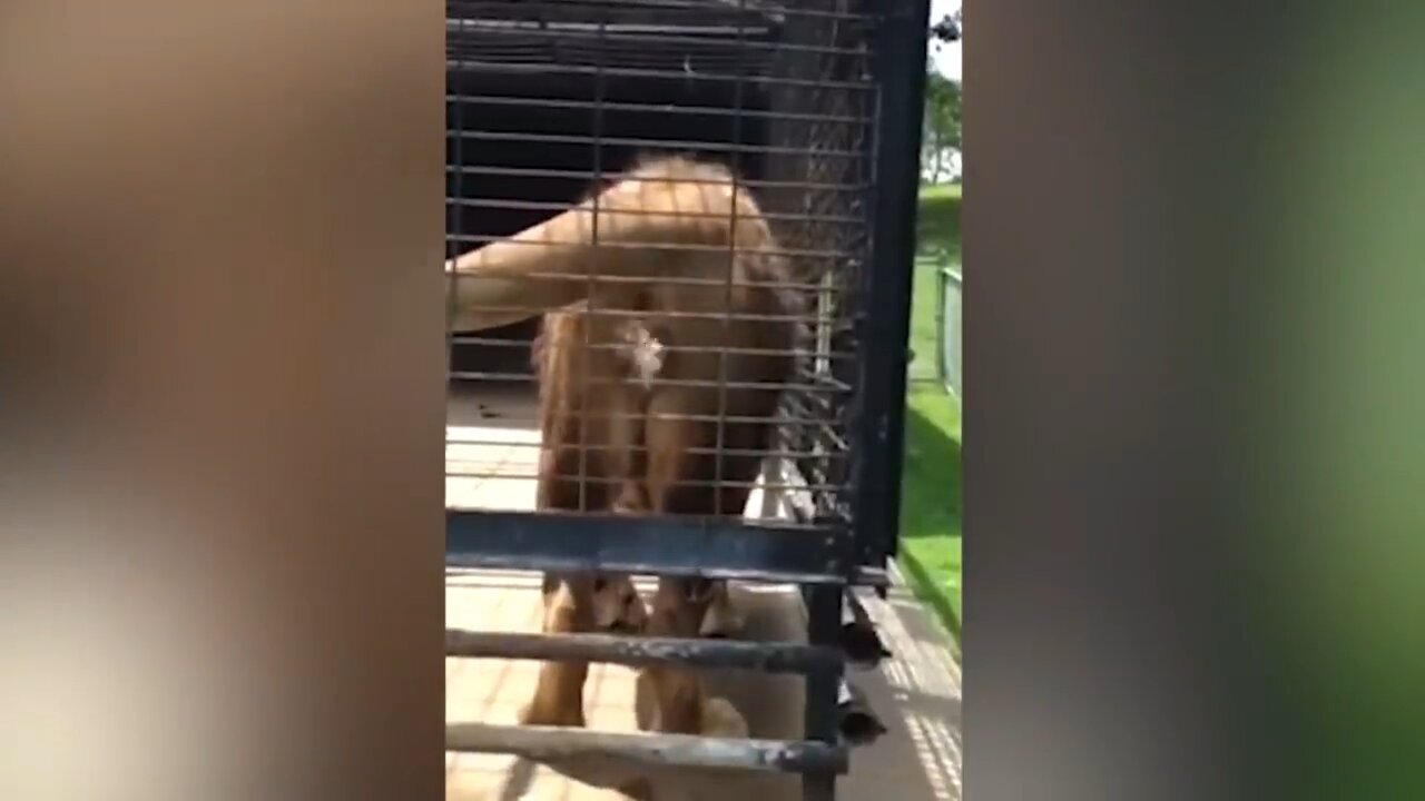 THIS LION GIVE THIS PERSON WHAT HE DESERVES