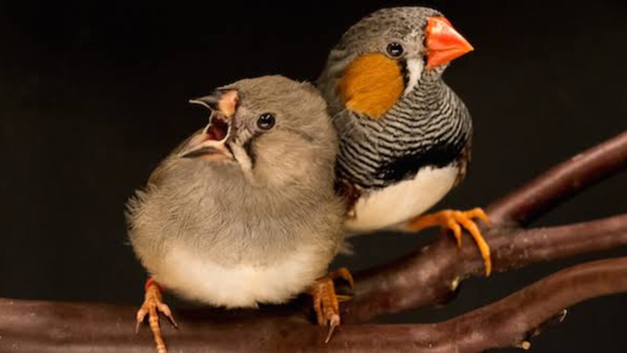 Feathered Friends Fly||BirdingAdventures,||#BirdingAdventures#FeatheredFlockFun#viralshort#viral