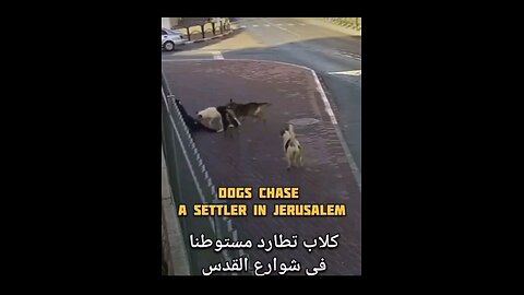 Antisemitic dogs attack jerusalem jew settler