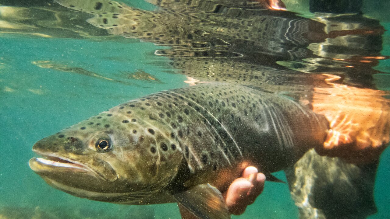 Underwater Fish Feeding Frenzy