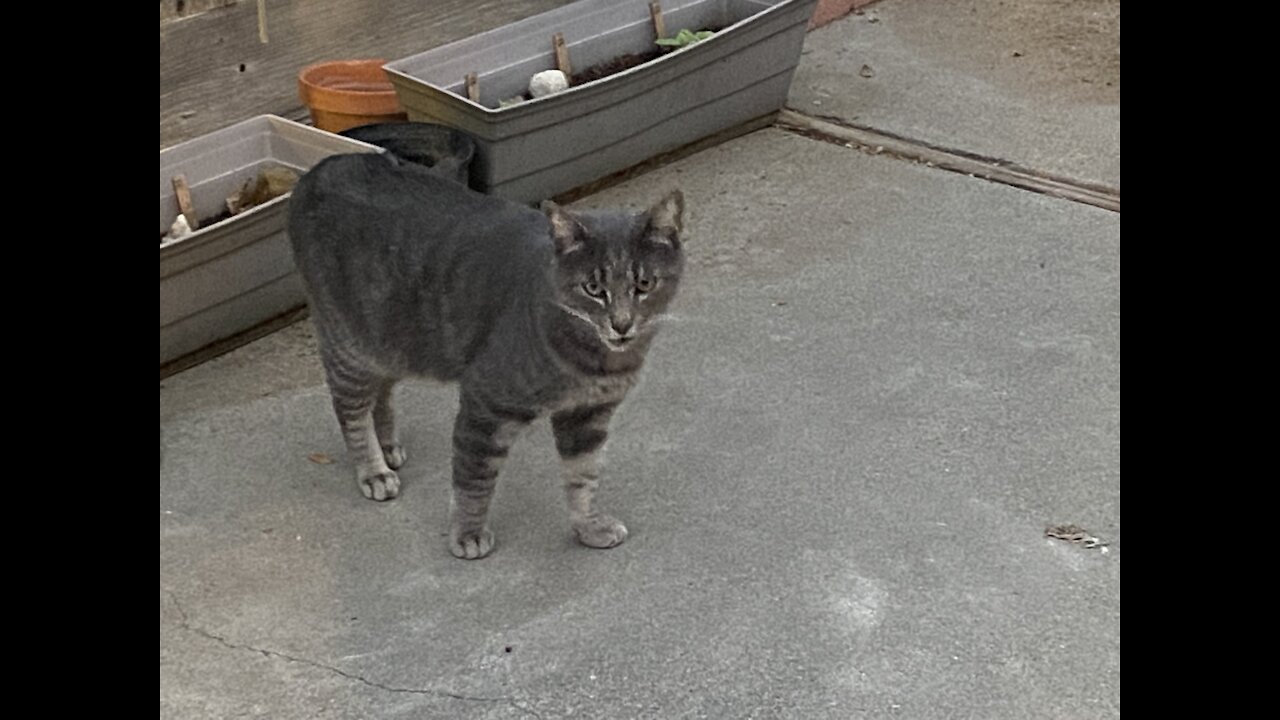 Baby Kitten and Smokey