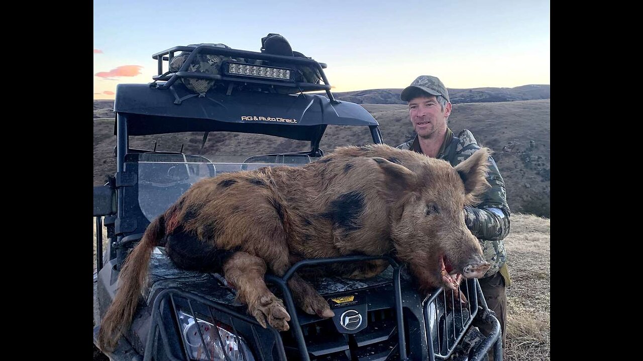 Wild Boar Hunting in Morroco 2023.