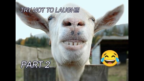 TRY NOT TO LAUGH / Best Funny Videos Compilation / Memes 2