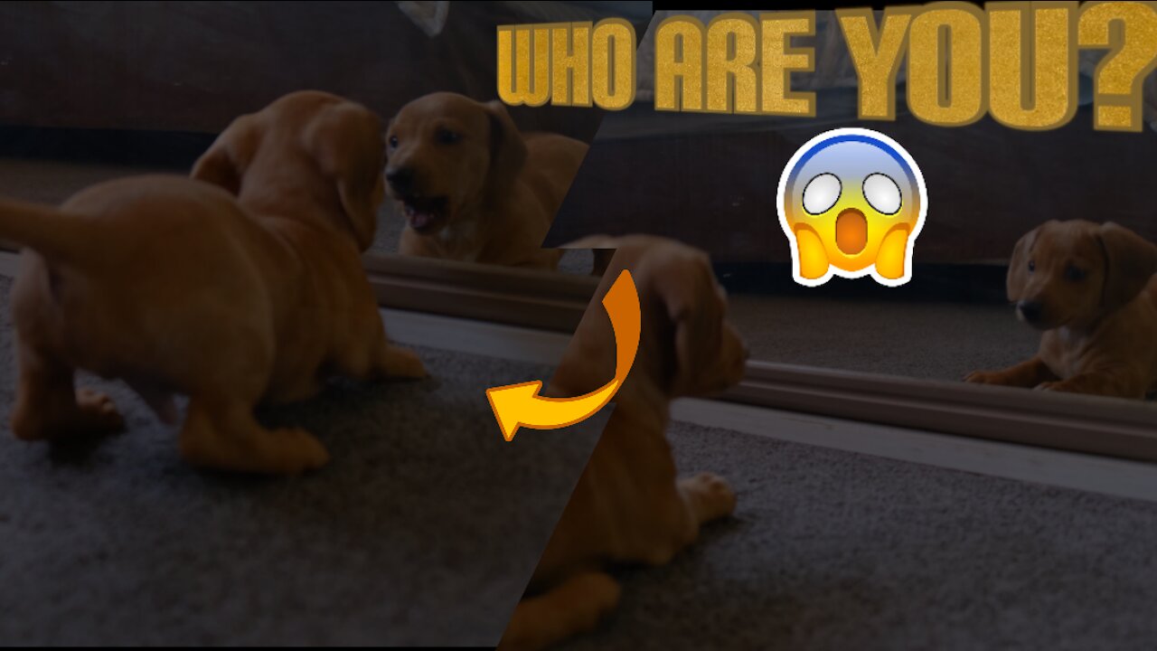 a puppy looks in the mirror for the first time