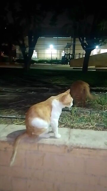 New Cat lover Saudia arbia visit funny with video