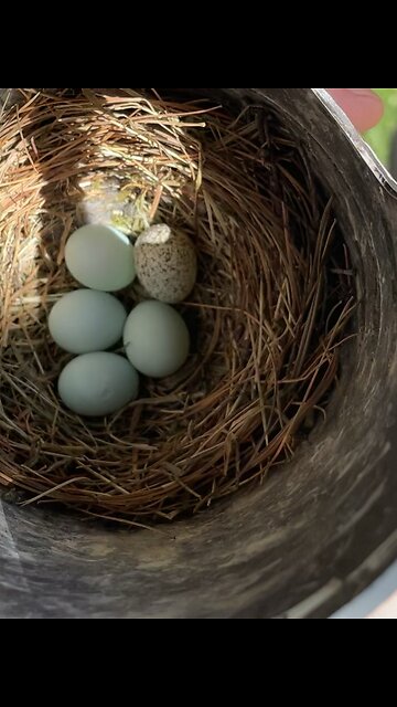 Blue Bird eggs in nest plus a Cowbird Egg