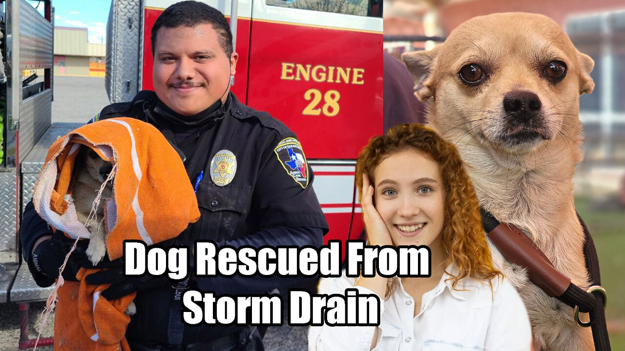 San Antonio Dog😀🐶 Rescued 👩‍🚒From A Storm drain